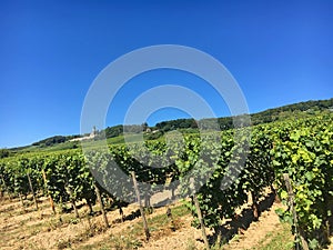 Vineyard at Rheingau, Germany