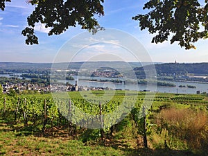 Vineyard in the Rheingau region