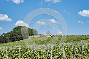 Vineyard in the Rheingau