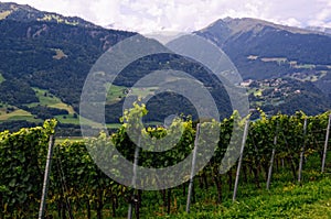 Vineyard in Rhine Valley (GraubÃÂ¼nden, Switzerland), with Grapes Ripening in Late Summer photo