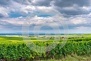 Vineyard in ribeauville, france