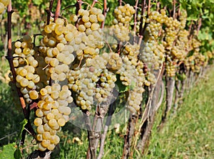 Vineyard of Ribolla Gialla , or Rebula, autochthonous grape of Friuli and Slovenia, few days before the harvest.