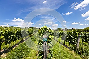Vineyard of Riesling grape photo