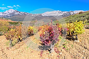 Vineyard at Rioja Alavesa, Basque Country, Spain