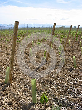 Vineyard, Rioja Spain