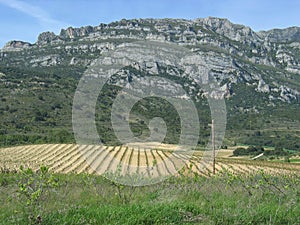 Vineyard in Rioja, Spain