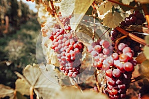 Vineyard with ripe grapes at autumn. Beautiful grapes ready for harvest.