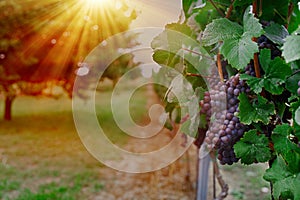 Vineyard with ripe grapes in countryside at sunset