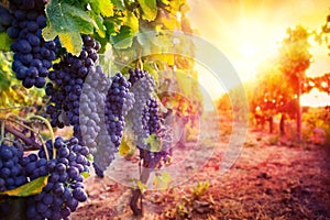 Vineyard with ripe grapes in countryside photo