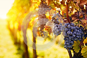 Vineyard with ripe grapes at sunset