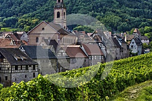 Vineyard of Riquewihr in Alsace