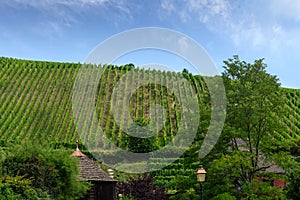 Vineyard in Riquewihr, France