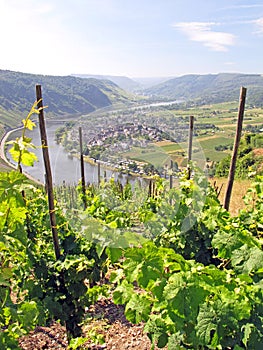 Vineyard and river