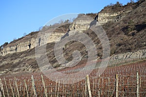 Vineyard on the Rock