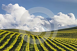 Rolling Vineyards