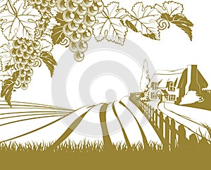 Vineyard rolling hills scene