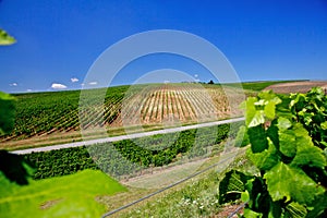 Vineyard in Romania