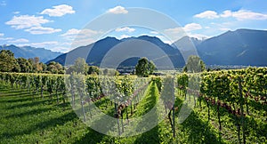 Vineyard with rose grapes, alpine landscape grisons, switzerland