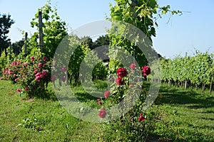 Vineyard roses