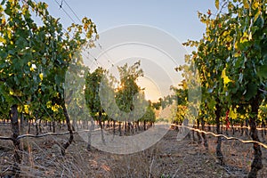 Vineyard row against setting sun