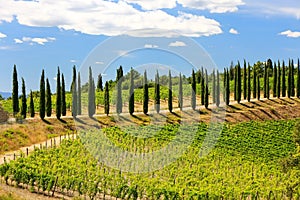 Vineyard with row of cypress trees in Val d`Orcia, Tuscany, Ital