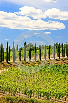 Vineyard with row of cypress trees in Val d`Orcia, Tuscany, Ital