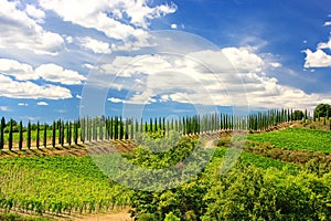 Vineyard with row of cypress trees in Val d`Orcia, Tuscany, Ital