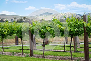 Vineyard row with hills on background in spring time