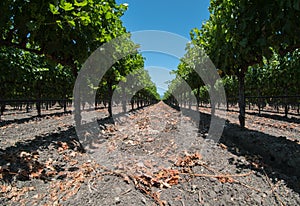 Between the vineyard rows