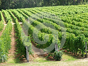 Vineyard Rows