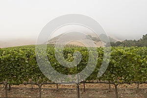 Vineyard Rows