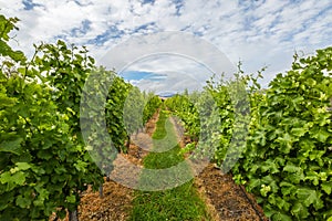 Vineyard Rows