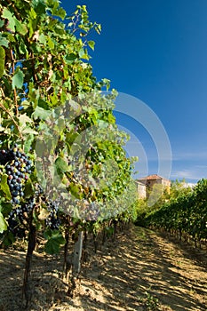 Vineyard rows