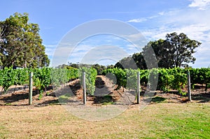 Vineyard Rows