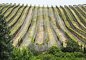 Vineyard rows