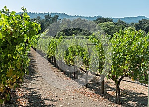 Vineyard rows