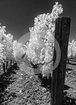 Between the vineyard rows, black and white