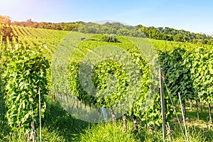 Vineyard rows of the City of Vienna Austria