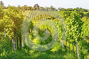 Vineyard rows of the City of Vienna Austria