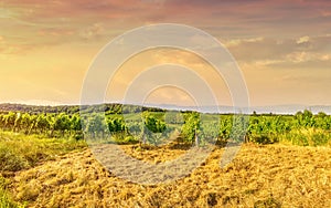 Vineyard rows of the City of Vienna Austria