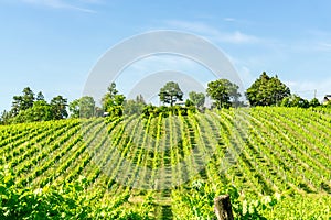 Vineyard rows of the City of Vienna Austria