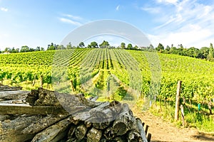 Vineyard rows of the City of Vienna Austria