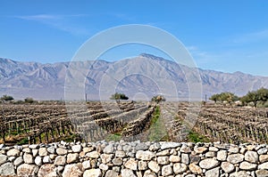 Vineyard rows, Coachella Valley