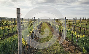 Vineyard rows, grape field