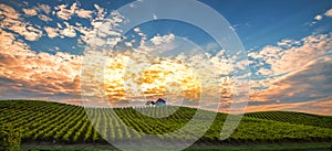 Vineyard with rows of grape vine in sunrise, sunset with old building, villa on top of the vine yard, traditional