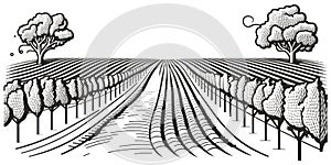 Vineyard with rows of grape vines. simple line drawing illustration style. Generative ai