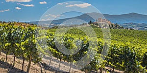 Vineyard with Rows of grapes