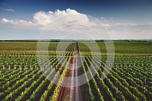 Vineyard with rows of grapes growing under a blue sky