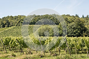 Vineyard with rows of grapevines in early Summer