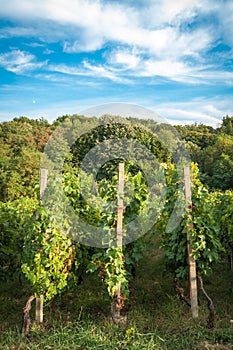 Vineyard rows with green forest and deep blue sky in background